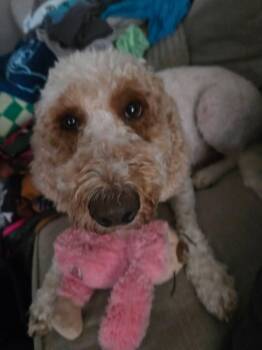 Jane -  Goldendoodle Dog for Adoption in Union Grove, Wisconsin - Jane | PetCurious