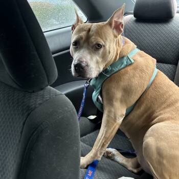 Rescue Staffordshire Bull Terrier Dogs for Adoption in Woodinville, Washington - Donnie | PetCurious