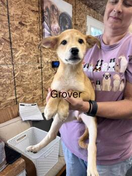 Grover -  Labrador Retriever and American Eskimo Dog Dog for Adoption in Irwin, Pennsylvania - Grover | PetCurious
