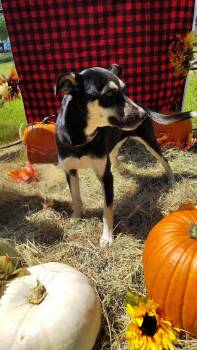 Rescue Siberian Husky and German Shepherd Dog Dogs for Adoption in Shelby County, Texas - Jade | PetCurious