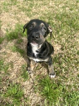 Labrador Retriever Dogs Available for Adoption - EVE | PetCurious