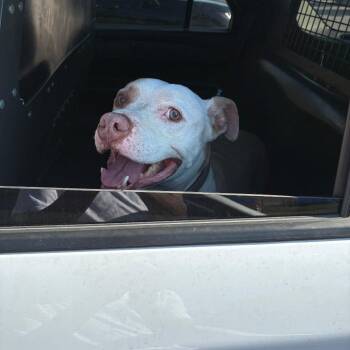 Barkley Lee -  Mixed Breed Dog for Adoption in Philadelphia, Pennsylvania - Barkley Lee | PetCurious