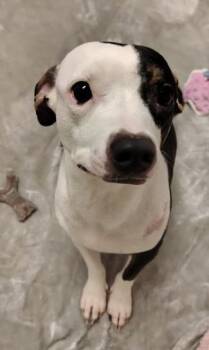 Boston Terrier and Pit Bull Terrier Dogs Available for Adoption - Connie Chung | PetCurious