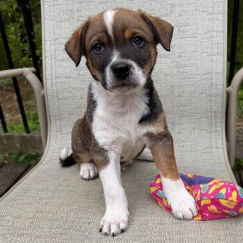 Terrier Dogs Available for Adoption in Minneapolis, Minnesota - Belgium | PetCurious