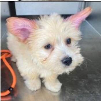 Emma -  Poodle and Terrier Dog for Adoption - Emma | PetCurious