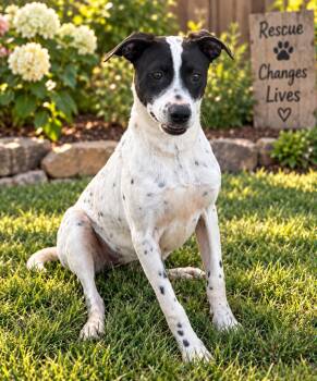 Mothra (Scott-fostered in TN) -  Hound and Labrador Retriever Dog for Adoption in Brighton, Tennessee - Mothra (Scott-fostered In TN) | PetCurious