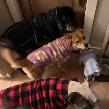 Shar Pei and Mixed Breed Dogs Available for Adoption in San Antonio, Texas - Bear | PetCurious