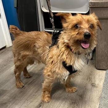 Yorkshire Terrier and Terrier Dogs Available for Adoption in Stanhope, New Jersey - Bentley | PetCurious
