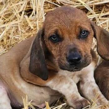 Basset Hound Dogs Available for Adoption - Alex | PetCurious