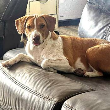 Hannah -  Labrador Retriever and Harrier Dog for Adoption in Corpus Christi, Texas - Hannah | PetCurious