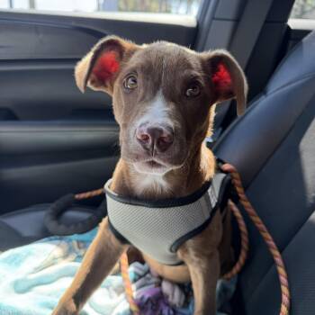 Australian Kelpie Dogs Available for Adoption in Tampa, Florida - Stetson | PetCurious