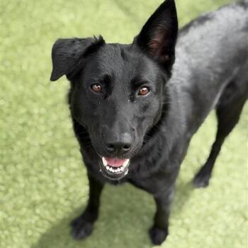 Labrador Retriever and Mixed Breed Dogs Available for Adoption in Hawthorne, California - Milan | PetCurious