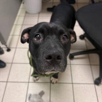 Dolly -  Mixed Breed Dog for Adoption in Charleston, West Virginia - Dolly | PetCurious