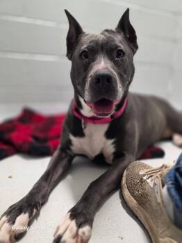 Oreo -  American Staffordshire Terrier and Terrier Dog for Adoption in Whitestown, Indiana - Oreo | PetCurious