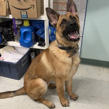 German Shepherd Dog and Belgian Shepherd Malinois Dogs Available for Adoption in Mansfield, Connecticut - Germi | PetCurious