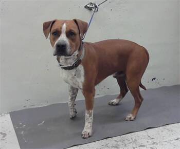 Staffordshire Bull Terrier and Mixed Breed Dogs Available for Adoption in Houston, Texas - DOOZER | PetCurious