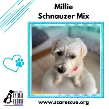 Millie -  Schnauzer Dog for Adoption in Windsor, Ontario - Millie | PetCurious