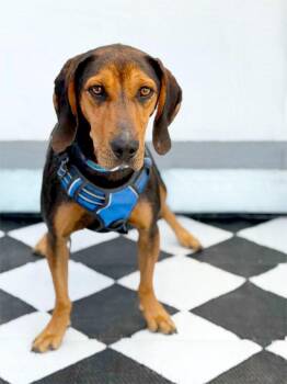Black And Tan Coonhound Dogs Available for Adoption in Savage, Minnesota - Brett | PetCurious
