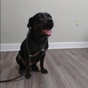 Petunia -  Bull Terrier and Cane Corso Dog for Adoption in Seguin, Texas - Petunia | PetCurious
