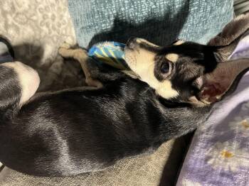 Rescue Miniature Pinscher and Chihuahua Dogs for Adoption in Pumpkin Center, California - Max | PetCurious