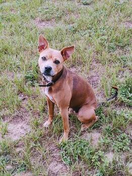 Abby -  Boxer and Pit Bull Terrier Dog for Adoption in Eustis, Florida - Abby | PetCurious