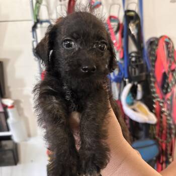 Sabrina -  Dachshund and Mixed Breed Dog for Adoption in Temple, Texas - Sabrina | PetCurious