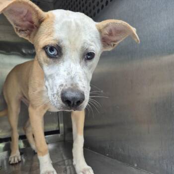 Mixed Breed Dogs Available for Adoption in Columbus, Georgia - 5/9/2026-Stray-CrystalDrive. | PetCurious