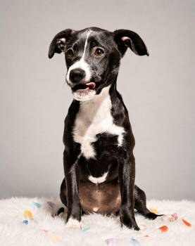 Labrador Retriever and Whippet Dogs Available for Adoption in Palo Alto, California - Scribbles | PetCurious