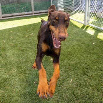 Lieutenant Dan -  Doberman Pinscher Dog for Adoption in Los Angeles, California - Lieutenant Dan | PetCurious