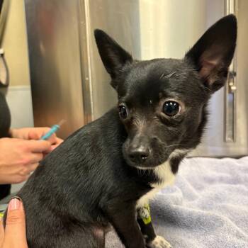Chihuahua Dogs Available for Adoption in Fulton, Texas - Cracker | PetCurious