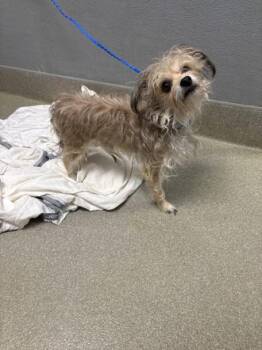 Terrier Dogs Available for Adoption in Las Vegas, Nevada - QUINCY BOB | PetCurious