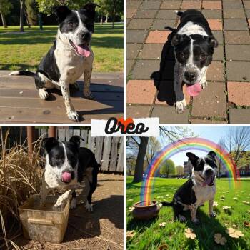 American Staffordshire Terrier and Australian Cattle Dog Blue Heeler Dogs Available for Adoption - Oreo | PetCurious