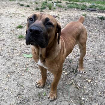 Boerboel Dogs Available for Adoption in Medford Lakes, New Jersey - Midas | PetCurious