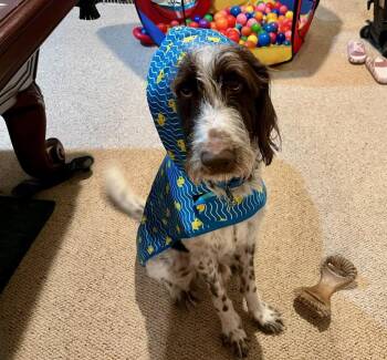 Rescue German Longhaired Pointer Dogs for Adoption in Dayton, Maryland - Rio | PetCurious