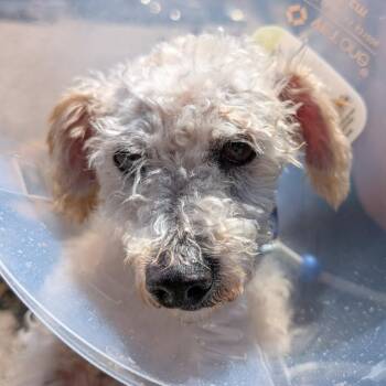 Duno -  Maltese Dog for Adoption in Ramona, California - Duno | PetCurious