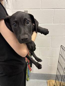 BARREL -  German Shepherd Dog and Rottweiler Dog for Adoption in Indianapolis, Indiana - BARREL | PetCurious