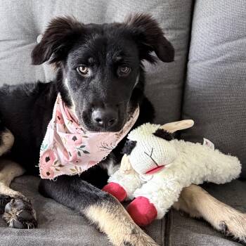 Reilly Fluffy Butt -  German Shepherd Dog Dog for Adoption in Houston, Texas - Reilly Fluffy Butt | PetCurious