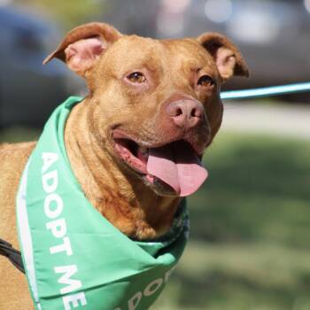 Pit Bull Terrier Dogs Available for Adoption in Columbia, South Carolina - Red | PetCurious
