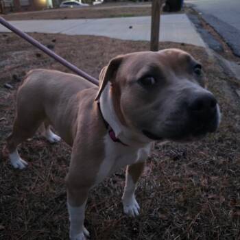 Mixed Breed Dogs Available for Adoption - 02/19/2026-Stray-LunaDrive | PetCurious