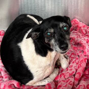 Mixed Breed Dogs Available for Adoption in Lake Jackson, Texas - Evelyn | PetCurious