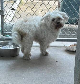 Abby -  Havanese and Mixed Breed Dog for Adoption in Largo, Florida - Abby | PetCurious