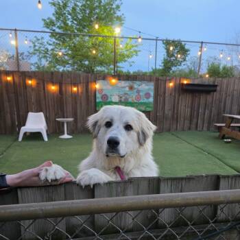 Great Pyrenees Dogs Available for Adoption in Chicago, Illinois - Finn | PetCurious
