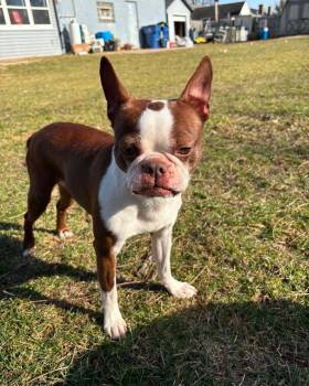Mama Coco -  Boston Terrier Dog for Adoption in Waukesha, Wisconsin - Mama Coco | PetCurious