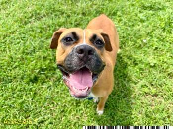ZOEY -  Mixed Breed Dog for Adoption in West Palm Beach, Florida - ZOEY | PetCurious