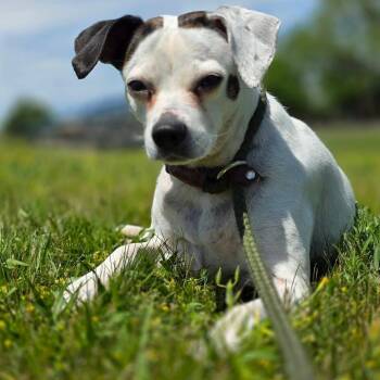 Perdita -  Beagle Dog for Adoption in Smithtown, New York - Perdita | PetCurious
