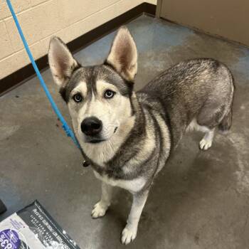 Polaris -  Mixed Breed Dog for Adoption in Memphis, Tennessee - Polaris | PetCurious