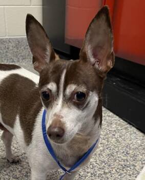 Sophie -  Rat Terrier Dog for Adoption in Golden, Colorado - Sophie | PetCurious