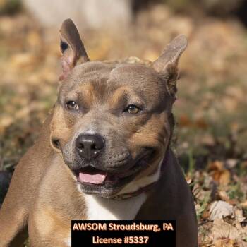 Rescue Staffordshire Bull Terrier Dogs for Adoption in Stroudsburg, Pennsylvania - Roman | PetCurious