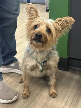 Cece -  Yorkshire Terrier Dog for Adoption in Washington, District Of Columbia - Cece | PetCurious