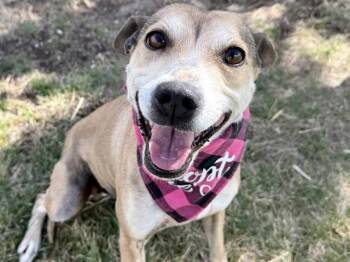 Chihuahua and Mixed Breed Dogs Available for Adoption in Colorado Springs, Colorado - PONGO | PetCurious